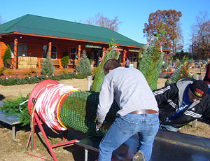 Pick your own and cut your own fresh Christmas trees right on the farm, Reasonable Prices for Fresh Christmas Trees at Motley's Christmas Tree Farm, Little Rock Arkansas