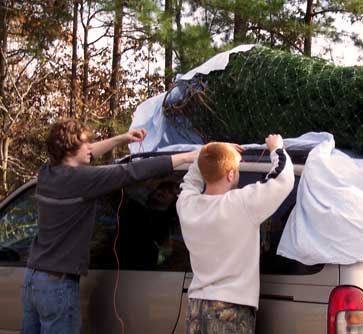 Some of our strapping employees help a guest tie down their new Christmas tree to their car at Motley's Tree Farm in Little Rock near Pine Bluff, Arkansas