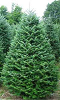 Fraser Fir sold at Motley's Tree Farm in Little Rock near Pine Bluff, Arkansas