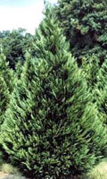 Leyland Cypress sold at Motley's Tree Farm in Little Rock near Pine Bluff, Arkansas