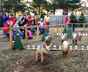 The race is on for these little piggies as they scurry around the race track at Motley's Tree Farm in Little Rock near Pine Bluff, Arkansas.